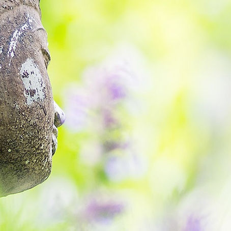 Zirbeldrüse Verkalkung durch Fluorid