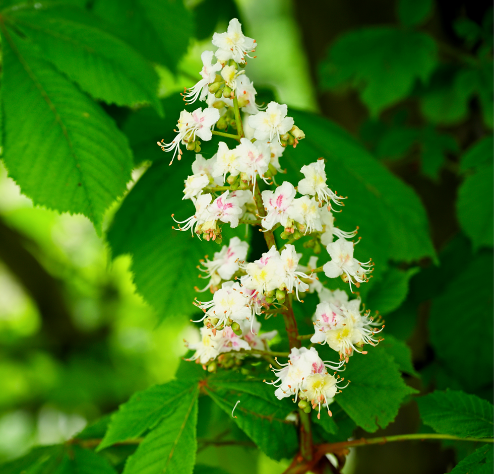 Miniaturbild: SCHÖNE BEINE - reduziert lästige Äderchen, macht die Beine leicht