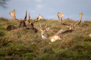 petworth-park-chichester