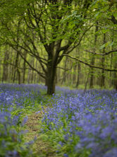 bluebells-chichester