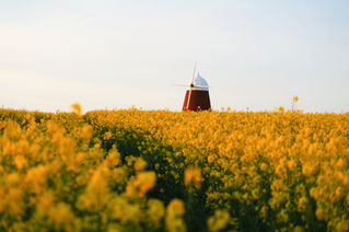 windmill-halnaker-yellow-field