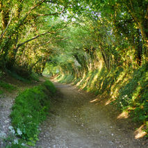 tree-tunnel-chichester-halnaker