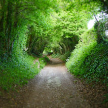 tree-tunnel-chichester