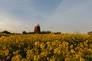 windmill-halnaker-yellow-field-chichester