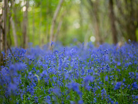 Bluebell-season-chichester