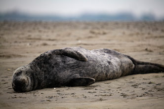 seal-spotting-chichester