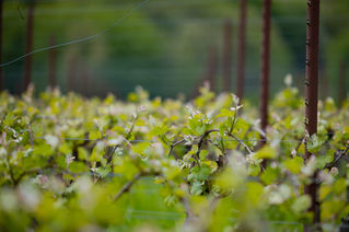 tinewood-vineyard-wine-tasting-stay