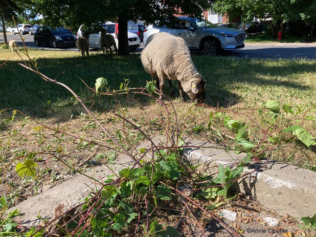 Les feuilles de vigne ont été dévorées.