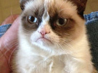 TOP VIRAL PET MEME TEMPLATE | TRENDING PET MEME TEMPLATES | FUNNY PET MEME TEMPLATE