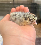 Death layer chick.jpg