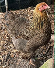 Gold partridge brahma bantam