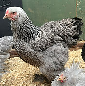 large brahma silver partridge dark