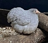 Lavender smooth Pekin