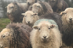 Herdwick sheep