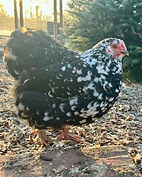 Black mottled wyandotte