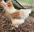 Brahma Bantam Buff Red Splash