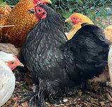 pekin black.jpg