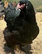 large black brahm