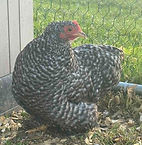 Cuckoo pekin