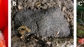 Qu'est-ce qu'un champignon ?