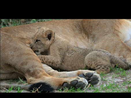Myth-busting safaris in Botswana in the 'green season'