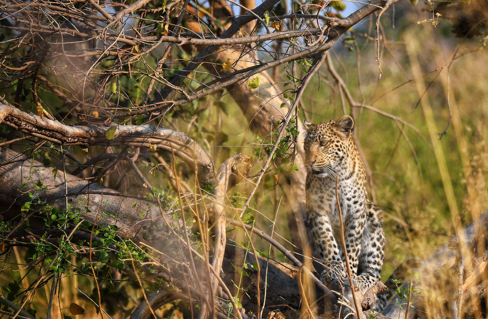 A leopard sits on a tree.