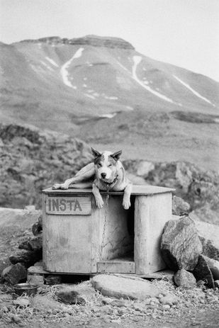 A dog lies on its kennel with a rocky and mountainous background in Svalbard. 