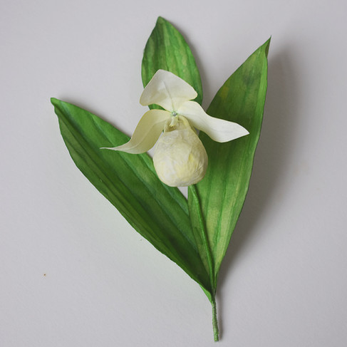 Botanical paper sculpture of Rebun Ladys Slipper Orchid created using handmade Japanese washi paper.