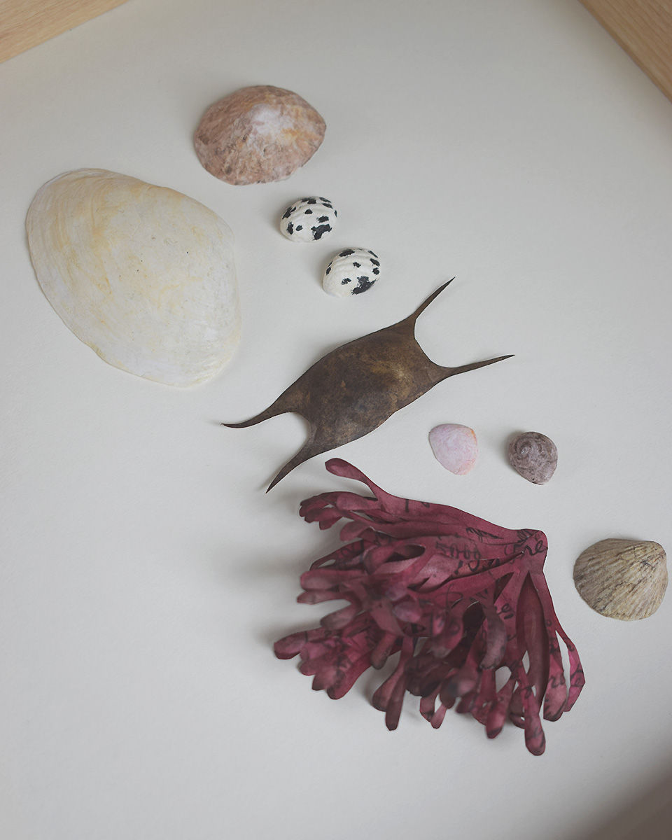 Thumbnail: MERMAIDS PURSE | 2026