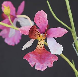a close up of a pink, red and white orchid, the Miss Joaquim Orchid. You can see it has been made from tissue paper and painted and it stands against a black background.