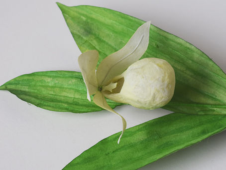 Botanical paper sculpture of Rebun Ladys Slipper Orchid created using handmade Japanese washi paper.
