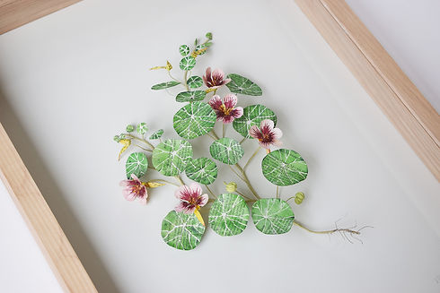 a nasturtium made using old botanical book pages. You can see the print coming through on the flowers leaves. The plant has roots at the bottom and a collection of open flowers, flower buds and seed heads. You can also see the edges of the pale wood frame it is displayed in.