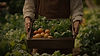 AI_MID_editor_designers_A_farmer_holding_box_of_vegetables_with_soil_i_db64aa6f-c5c6-4613-