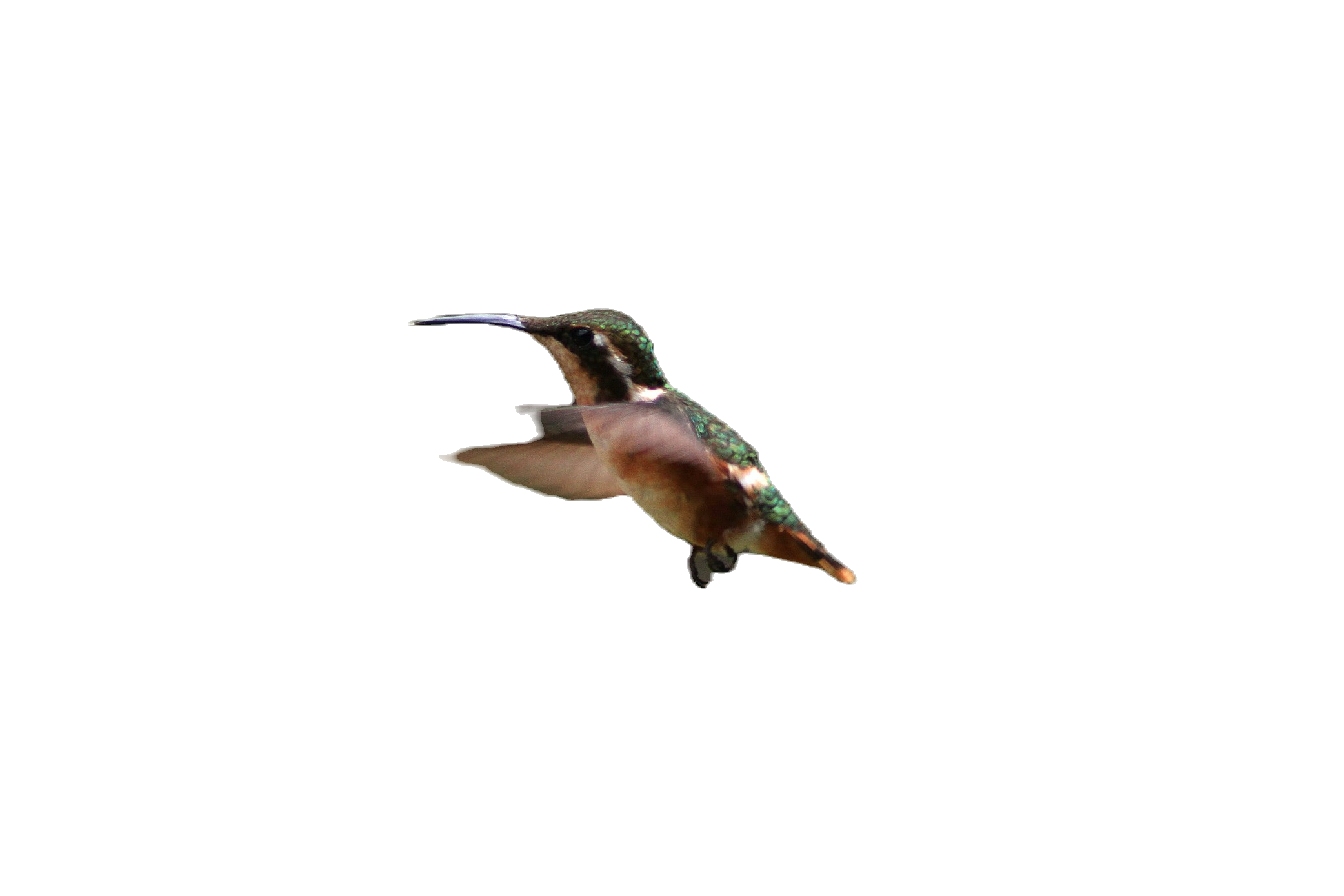 A bird which symbolizes NextNest