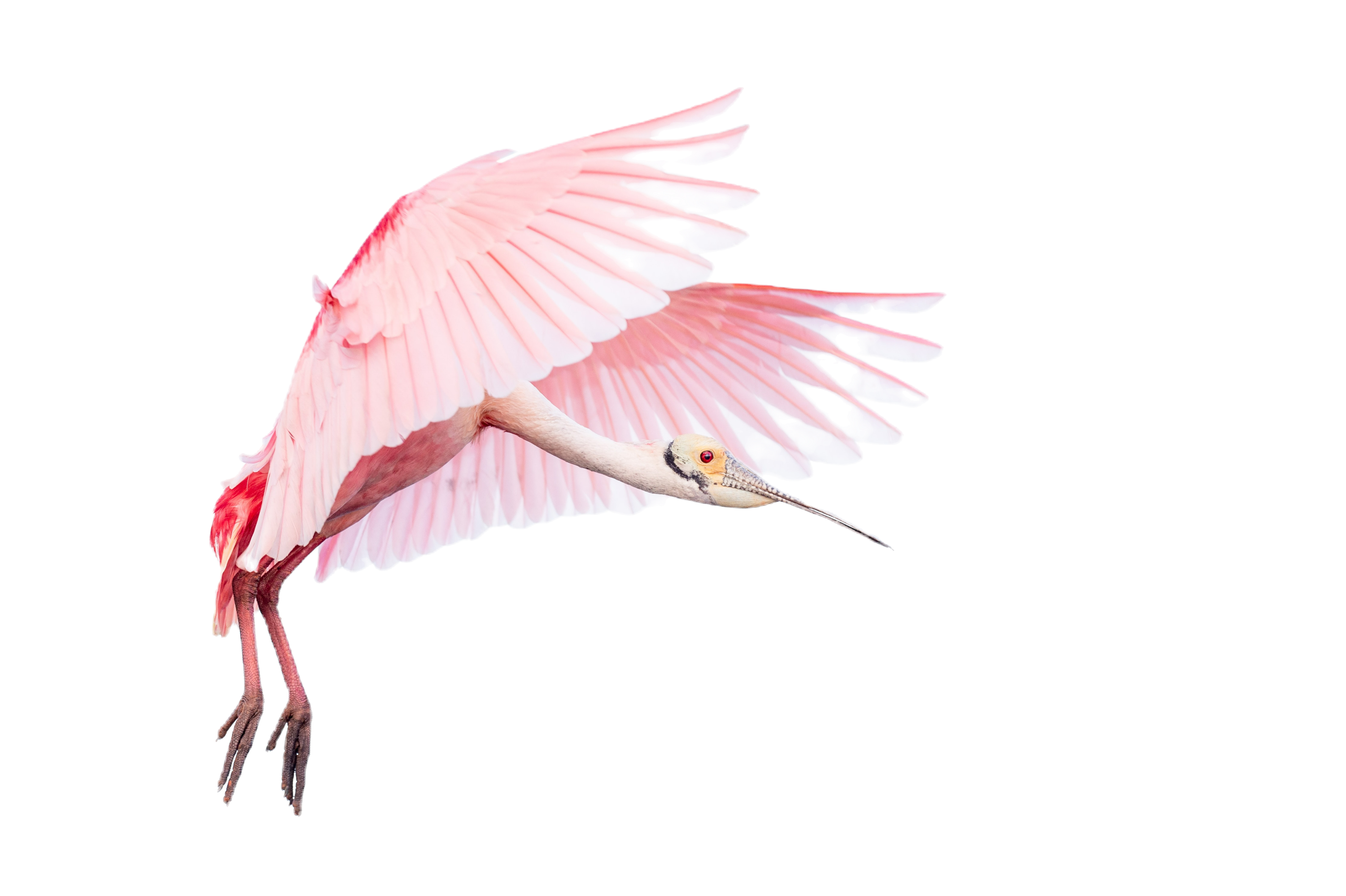 beautiful bird flying to its NextNest