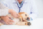 Closeup shot of veterinarian hands checking dog by stethoscope in vet clinic