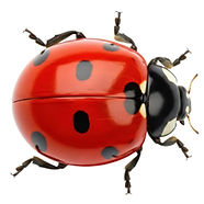 COCCINELLE