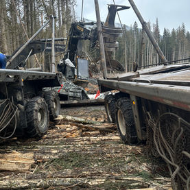 Logging trucks and heavy machinery work among felled trees in a dense forest