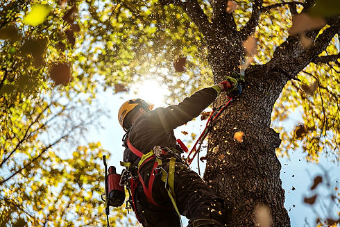 Tree worker in safety gear uses a chainsaw to cut branches, with sunlight streaming through autumn leaves