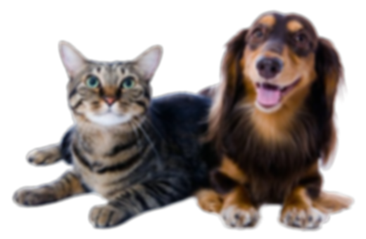 Un chien et un chat assis paisiblement c�ôte à côte