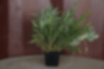 HERB MIX