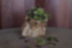 MICROGREEN