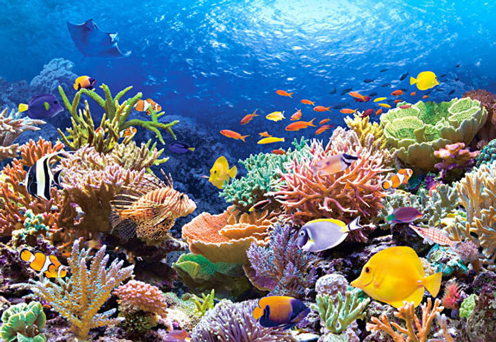 coral_reef_fishes_15831.jpg