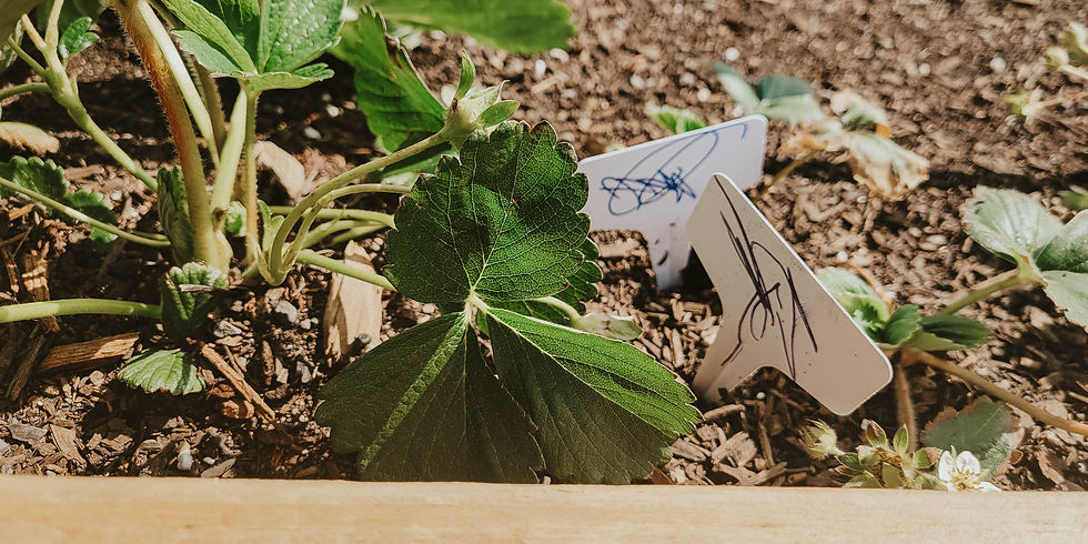 Strawberry plants in a garden bed with two white markers featuring blue scribbles. Sunlit soil and green leaves create a serene setting.