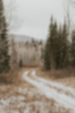 Snow-dusted dirt path winds through a winter forest with bare trees and evergreens, under a gray sky, creating a serene, chilly mood.