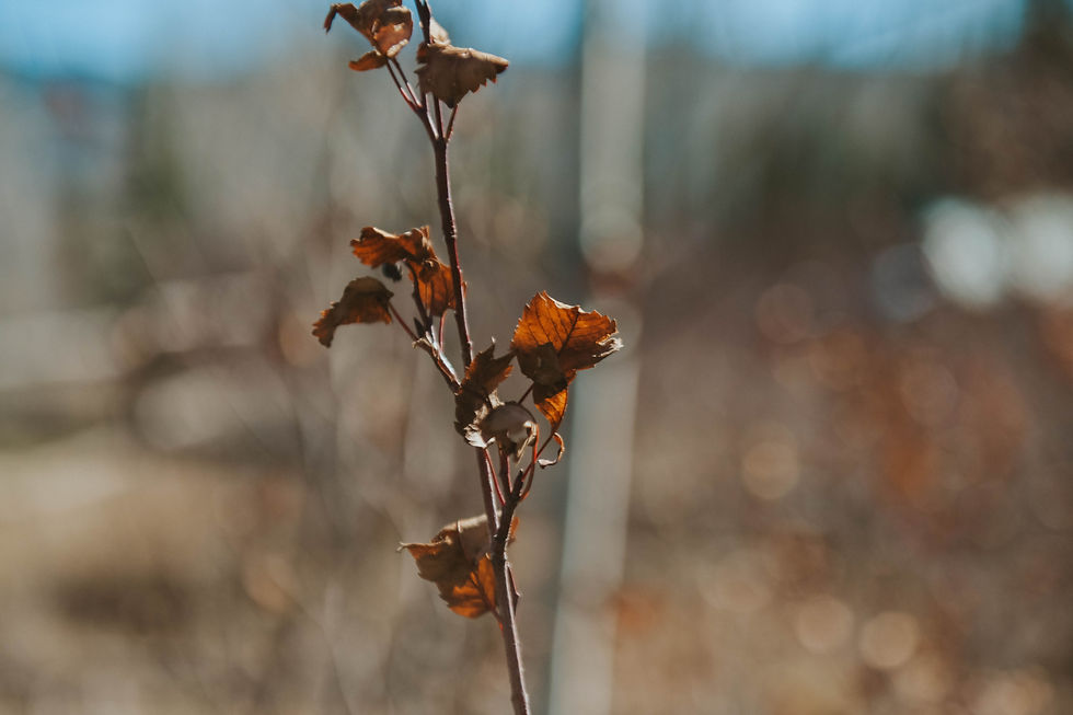 Close-up of a branch with dry brown leaves against a softly blurred background. The setting is outdoors with clear blue sky.