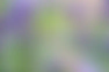 A toast to the bees....