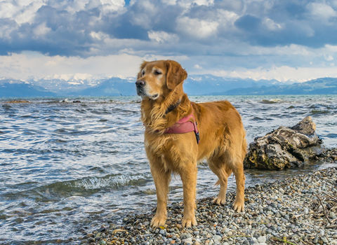 Why Your Dog Needs to be with you in the Next Trip