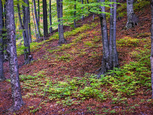 nature landscape forest trees foliage autumn spring summer winter snow 
