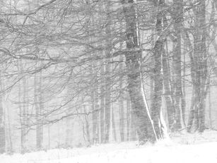 nature landscape forest trees foliage autumn spring summer winter snow 